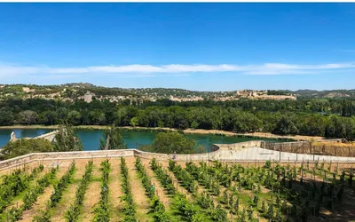 Avignon en famille : 12 activités testées avec des enfants