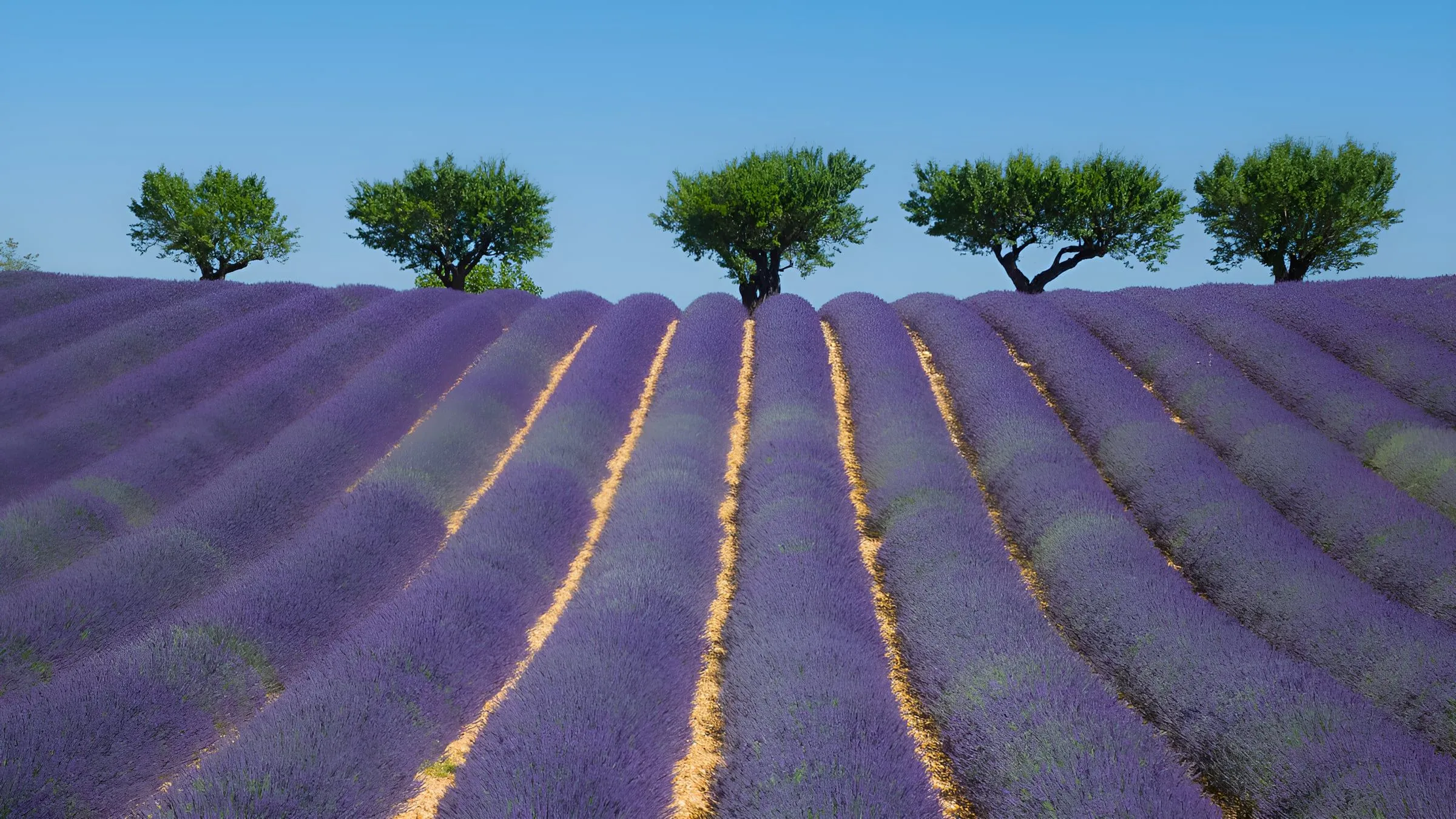 Champs de lavande en fleurs au plateau de Sault, Provence