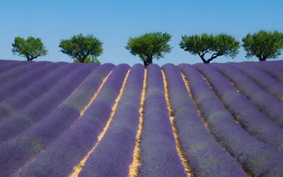 Champs de lavande en Provence : où et quand les voir en 2026