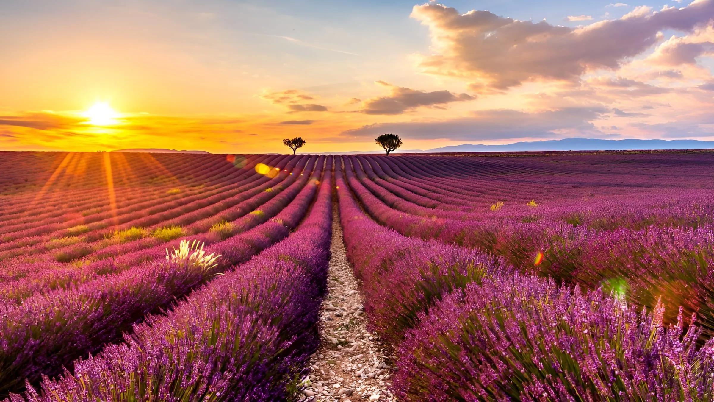 Champs de lavande sur le plateau de Sault dans le Luberon