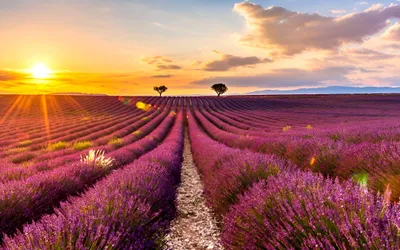 Plateau de Sault et Luberon depuis Avignon : guide 2026