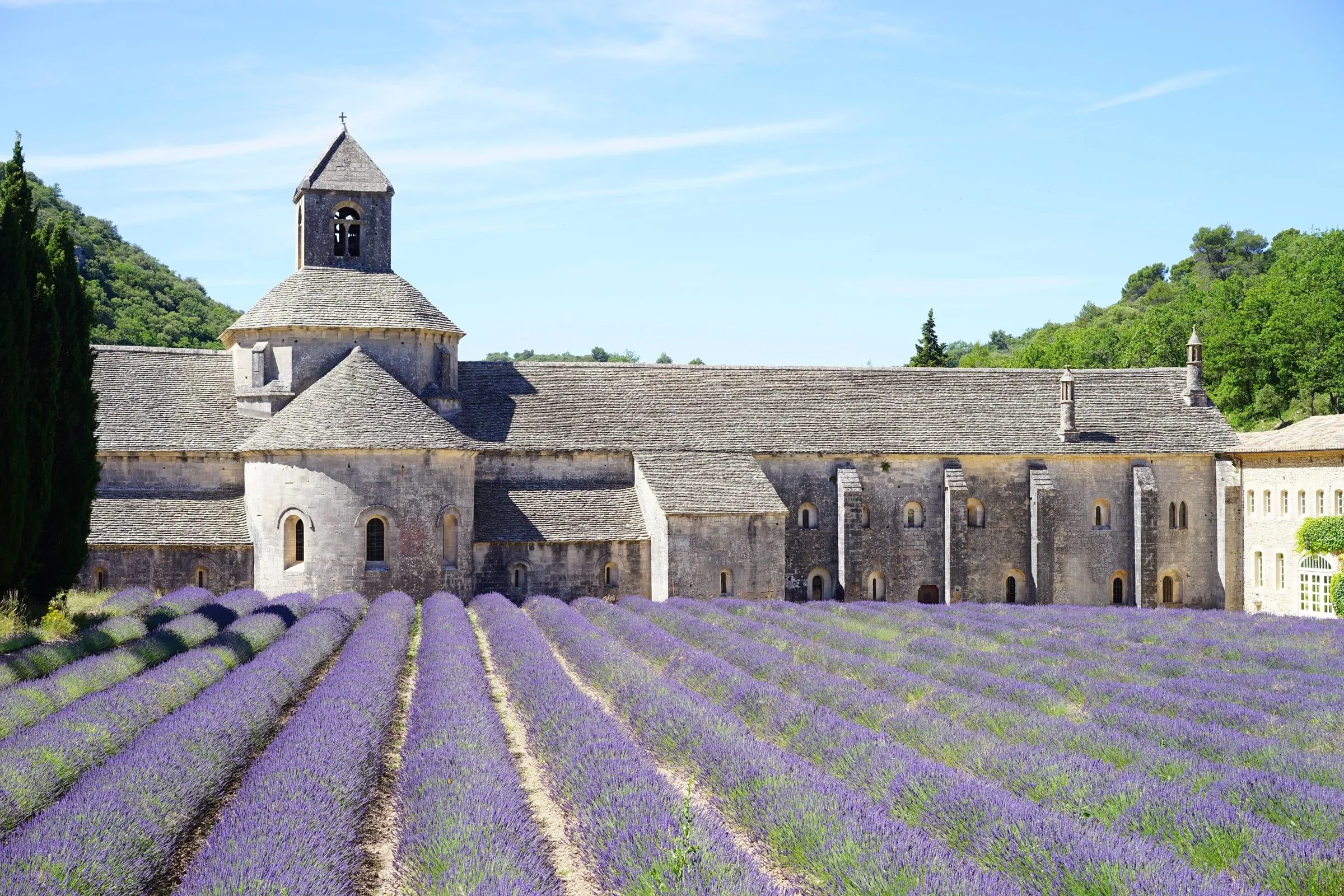 Abbaye de Sénanque devant son champ de lavande en fleurs