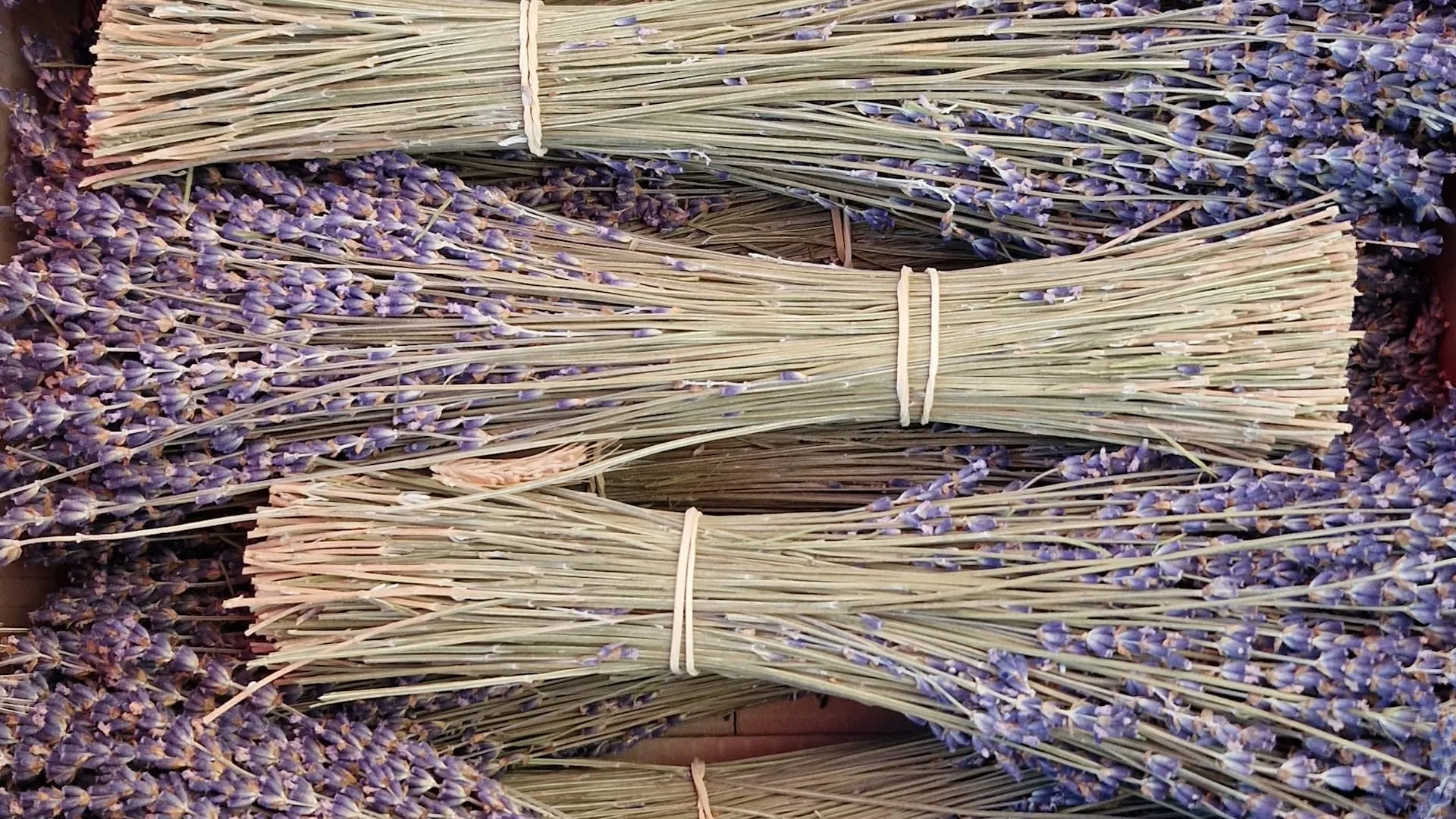 Bouquets de lavande de Provence prêts à la vente sur un étal de marché — boutique provençale
