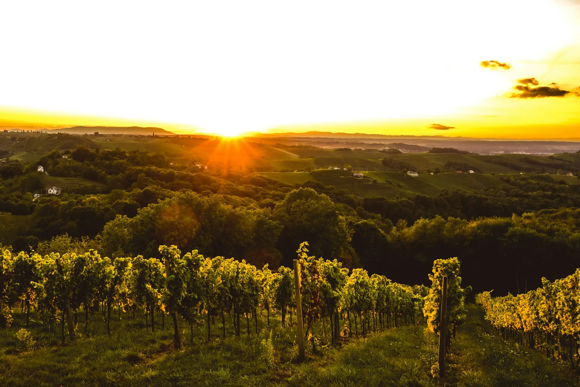 Vignobles des Côtes du Rhône au coucher du soleil — rangées de vignes sur les collines provençales