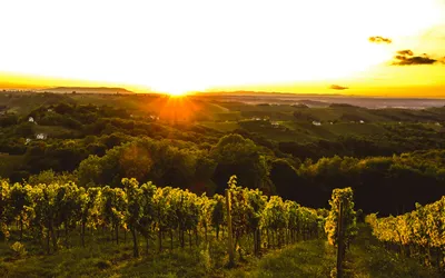 Vignobles autour d'Avignon : Châteauneuf, Tavel, Gigondas — guide 2026